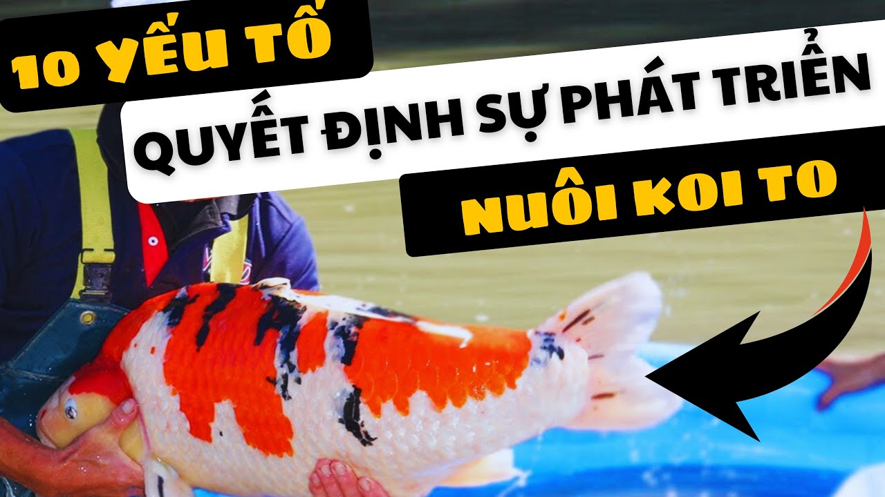 Thời gian phát triển và tuổi thọ của cá Koi