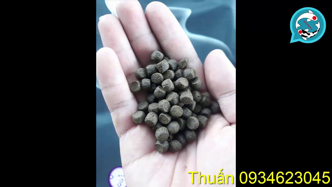 Thức ăn cá Koi Aquamaster 10kg: Review chi tiết, ưu nhược điểm, cách sử dụng