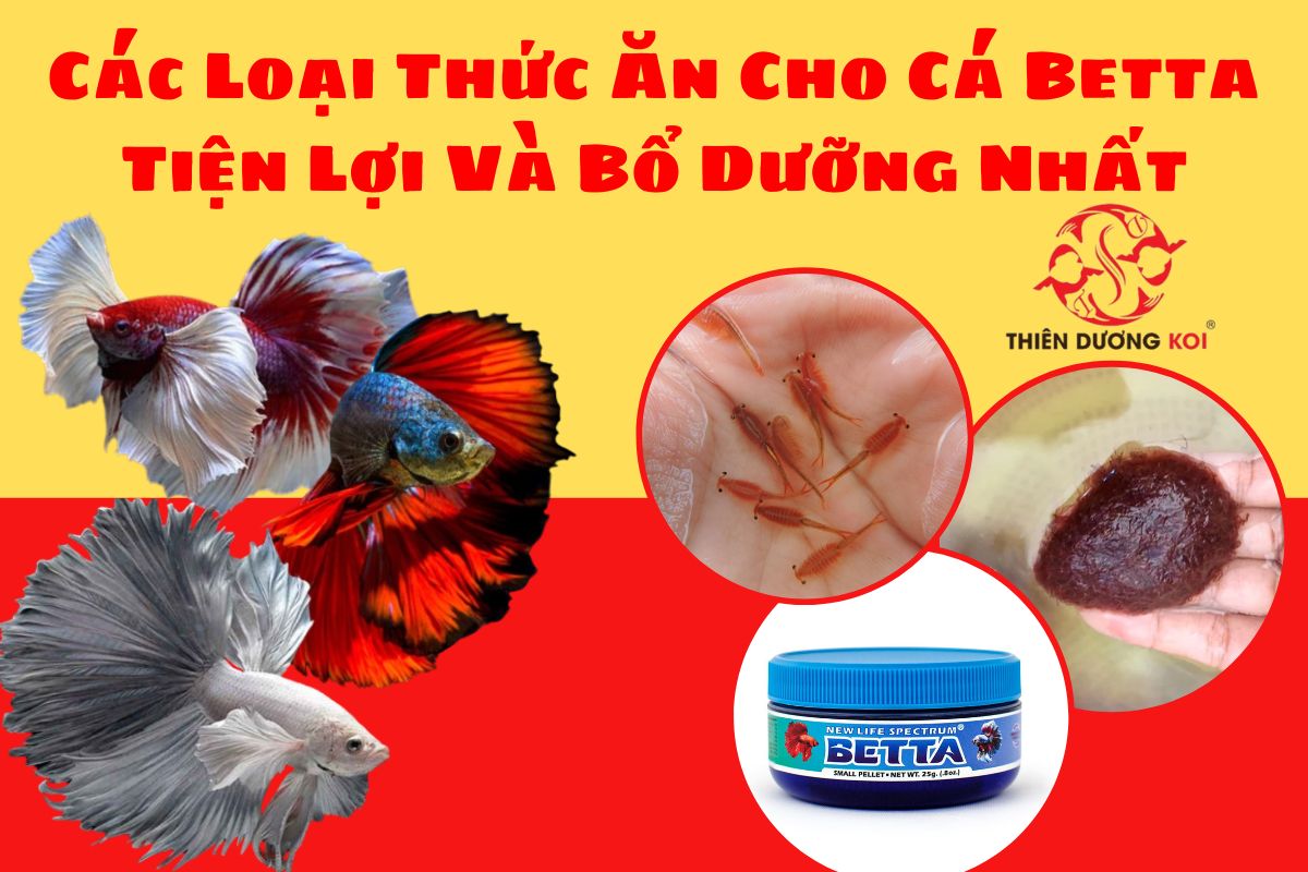 thuc an cho ca betta