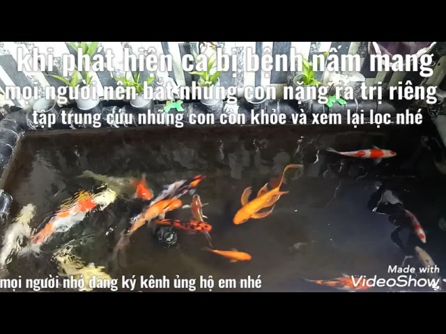 Thuốc Trị Nấm Mang Cá Koi: Hướng Dẫn Chọn Và Sử Dụng