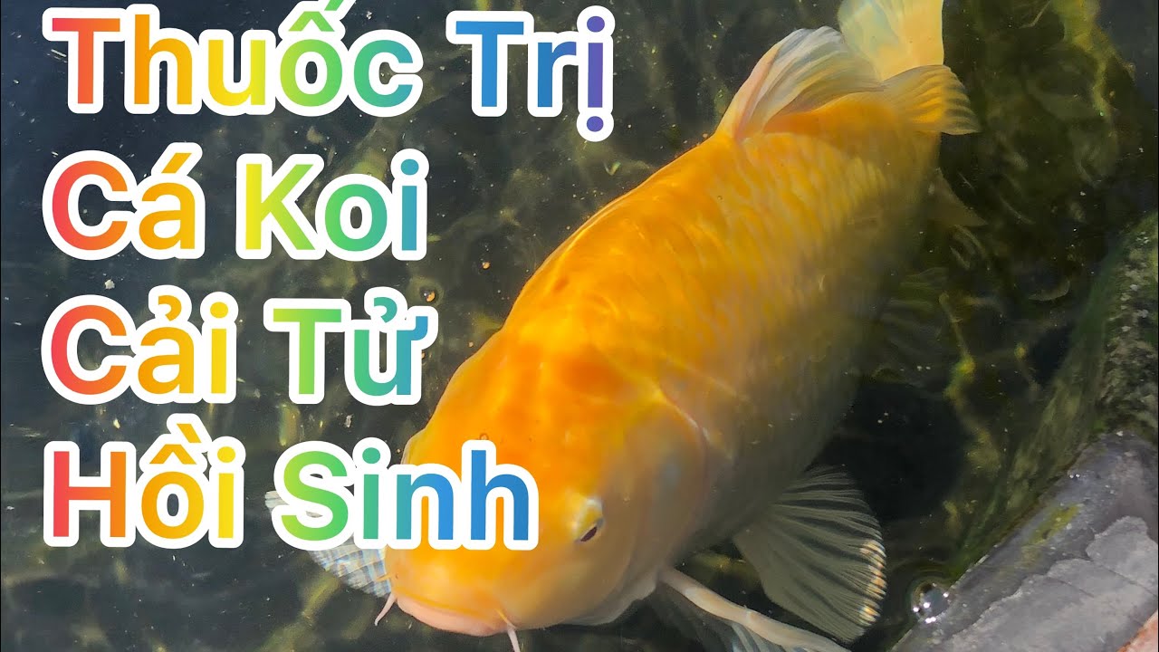 Thuốc Trị Rận Cá Koi Uy Tín Tại Đà Nẵng: Hướng Dẫn Chọn & Sử Dụng