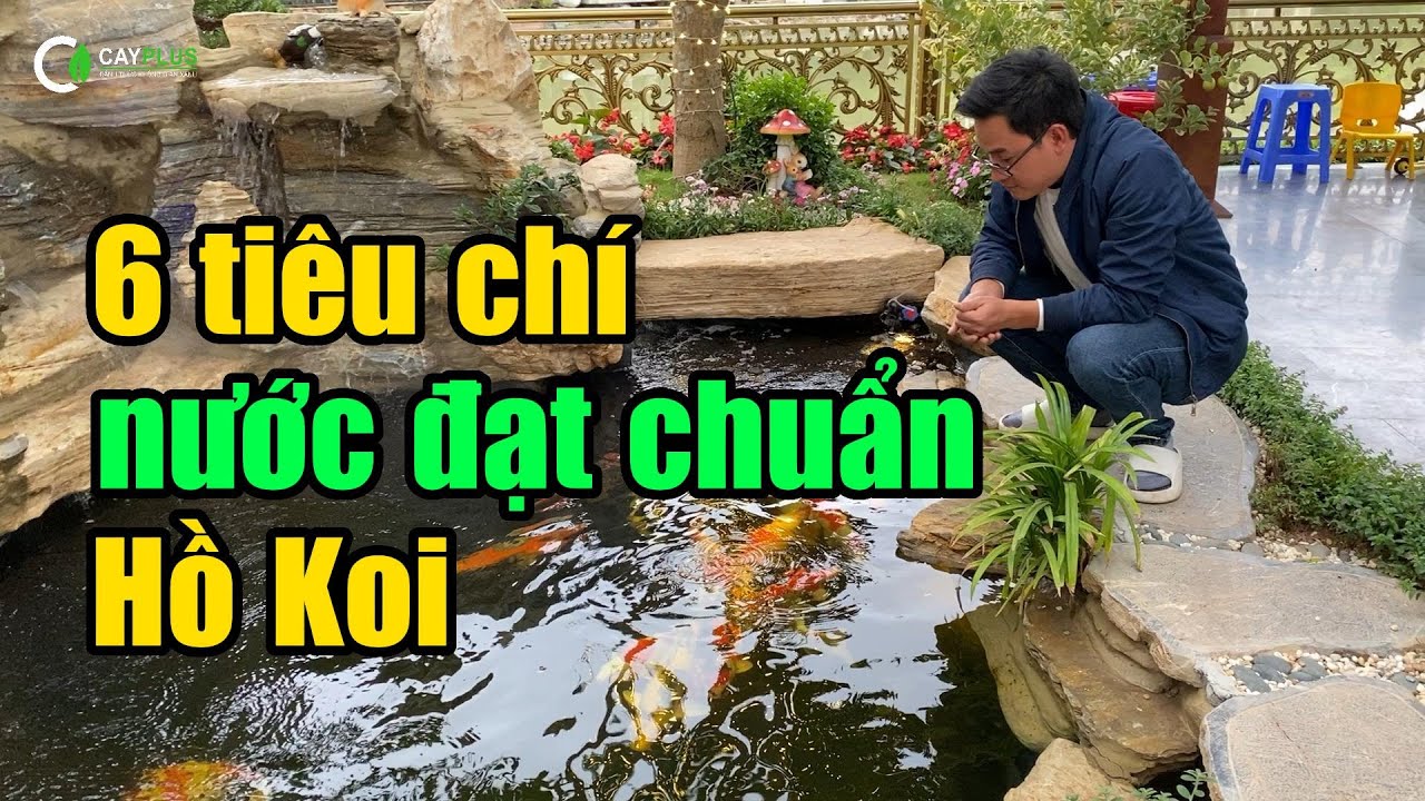 Tiêu Chuẩn Chất Lượng Nước Nuôi Cá Chép Koi: Hướng Dẫn Chi Tiết