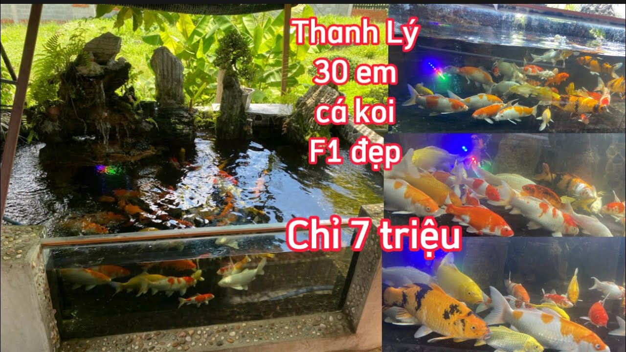 Tìm Hiểu Địa Chỉ Bán Cá Koi F1 Uy Tín Tại Vũng Tàu