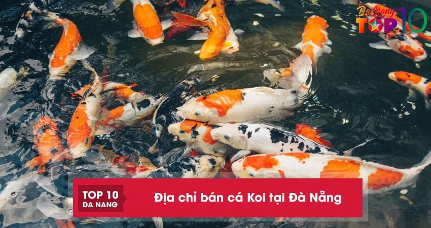 top 10 dia chi ban ca koi tai da nang cam ket giong khoe dep nhat top10danang