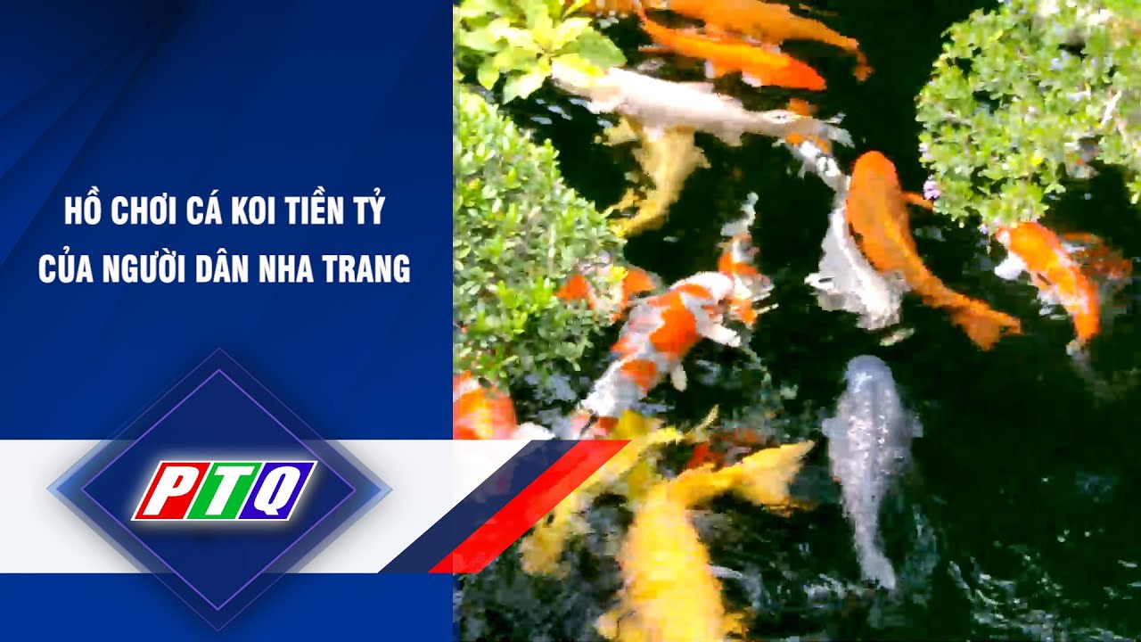 Trại Cá Koi Nha Trang: Nơi Nuôi Dưỡng Cá Koi Đẹp Nhất