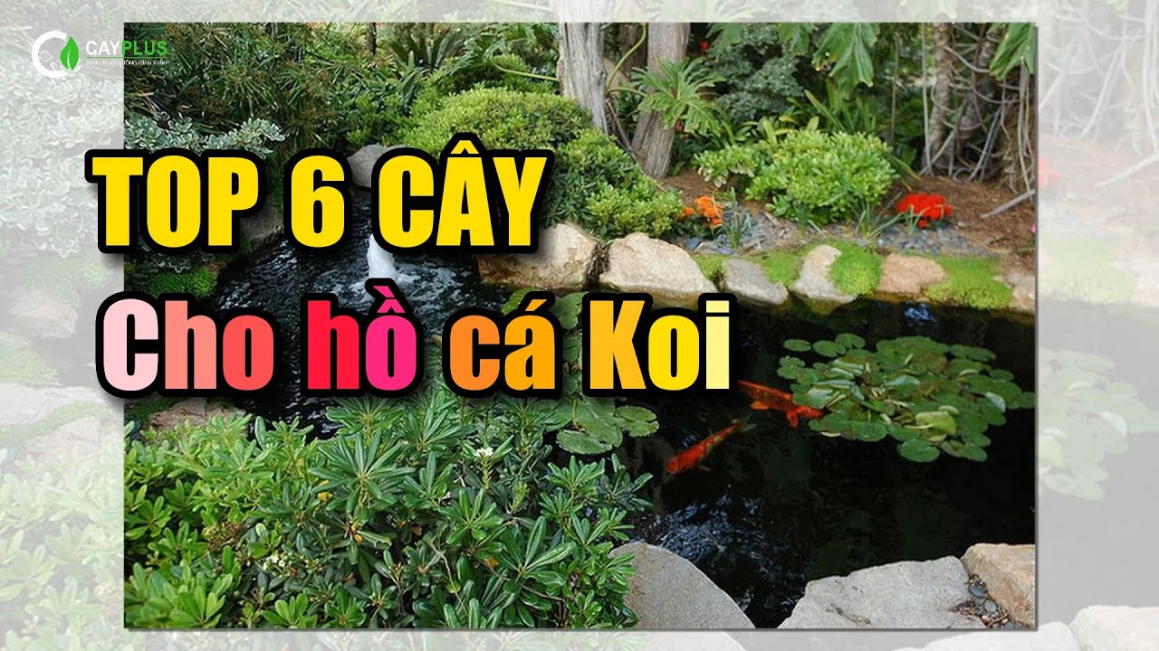 Trồng Cây Gì Quanh Hồ Cá Koi: Hướng Dẫn Chọn Cây Hoàn Hảo