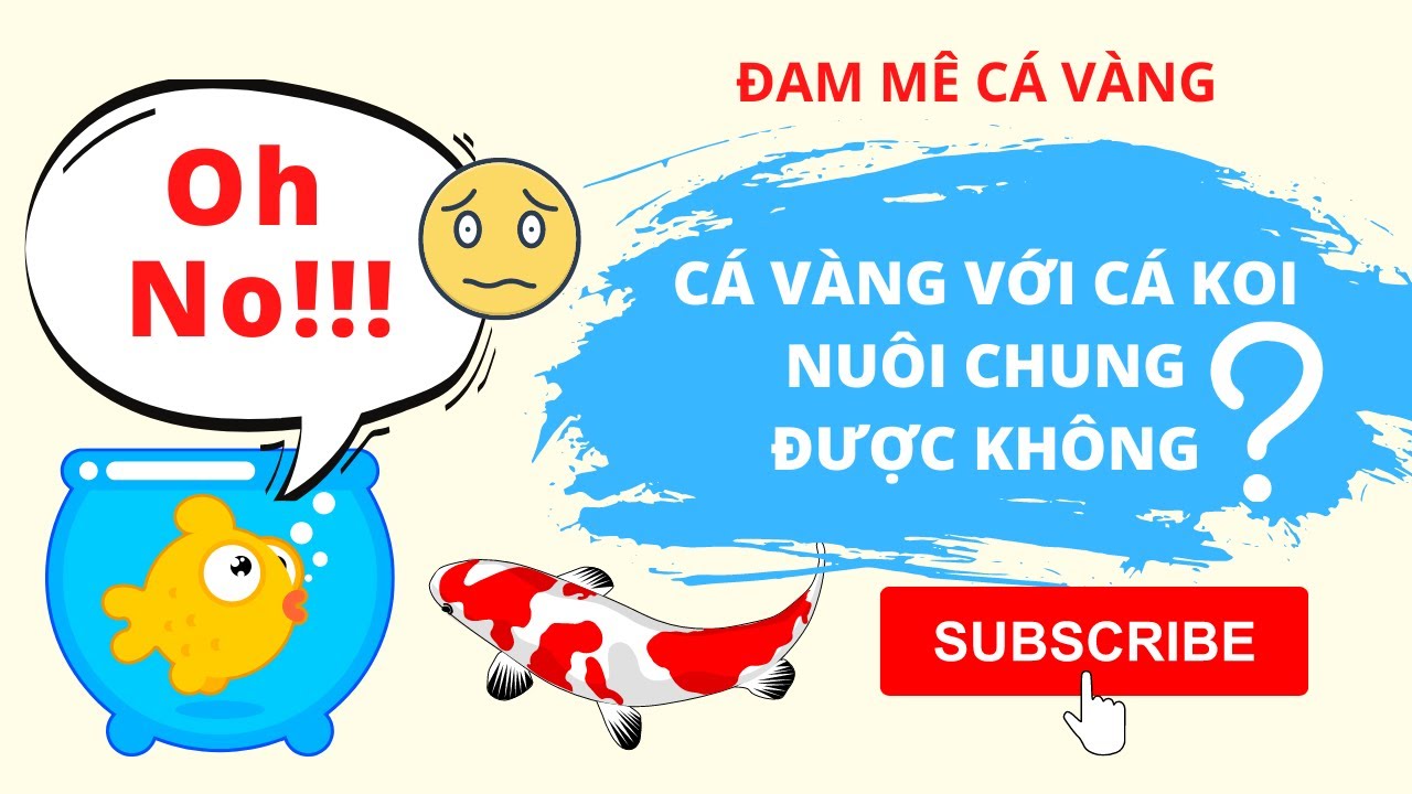 Tư Vấn Cá Koi Nào Chung Sống Được Với Cá Vàng?