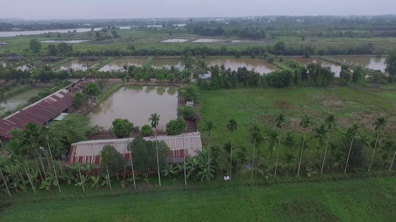 Vườn Du Lịch Sinh Thái Suối Cá Koi Hải Thanh: Nơi Hòa Mình Với Thiên Nhiên