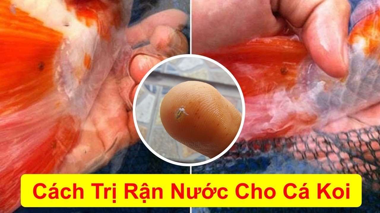 Xử Lý Rệp Nước Cá Koi: Hướng Dẫn Chi Tiết & Hiệu Quả